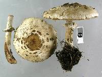 Chlorophyllum rachodes image