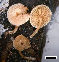 Simocybe austrorubi image