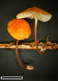 Marasmius pusio image