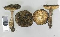 Amanita inopinata image