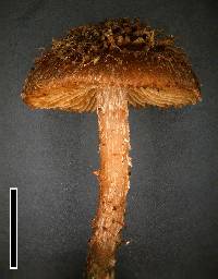 Inocybe calamistratoides image