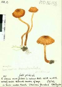 Image of Laccaria canaliculata