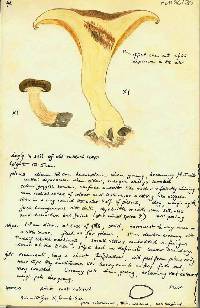 Paxillus involutus image