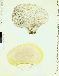 Lycoperdon utriforme image