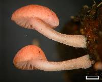 Mycena roseoflava image