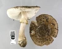 Amanita nothofagi image