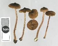 Inocybe lacera image