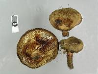 Paxillus cuprinus image