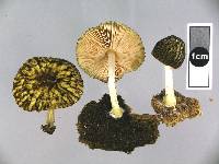 Pluteus readiarum image