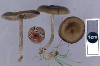 Entoloma sericeum image