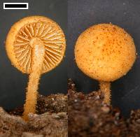 Phaeomarasmius ciliatus image