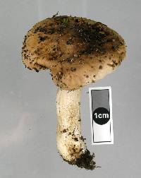 Hebeloma mediorufum image