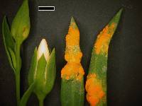 Melampsora lini image