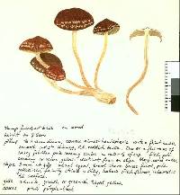 Hypholoma brunneum image