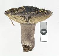 Russula inquinata image