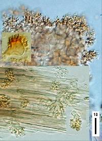 Marasmius pusio image