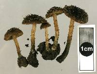 Inocybe calamistratoides image