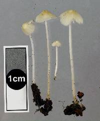 Hemimycena olida image