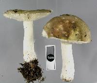 Russula umerensis image