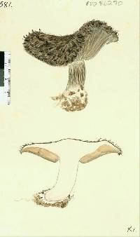 Lepista fibrosissima image