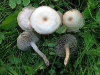 Clitocybe paraditopa image