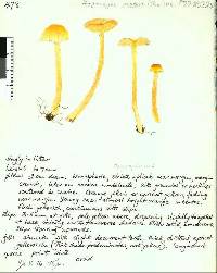 Hygrocybe procera image