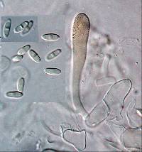 Rhizopogon rubescens image