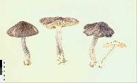 Entoloma haastii image