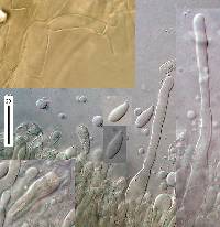Hemimycena candida image