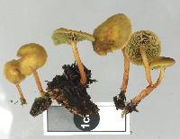 Hypholoma acutum image