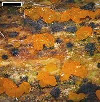 Dacrymyces lacrymalis image