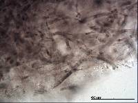 Russula inquinata image