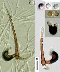 Zygosporium minus image