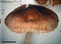 Pluteus podospileus image