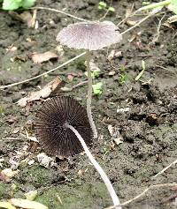 Coprinellus plagioporus image