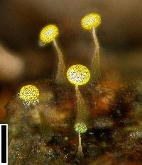 Physarum viride var. viride image