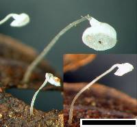 Marasmius perpusillus image