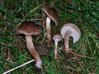 Inocybe curvipes image