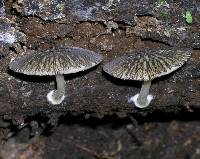 Pluteus readiarum image