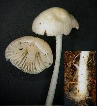 Hemimycena olida image