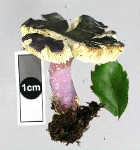 Russula tawai image