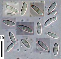 Rhizopogon rubescens image