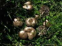 Entoloma sericeum image