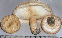 Lactarius pubescens image