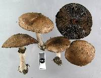 Agaricus silvaticus image