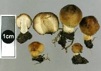 Russula acrolamellata image