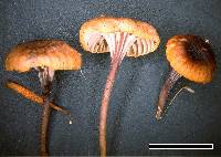 Rickenella swartzii image