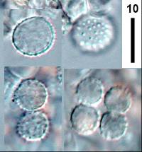 Laccaria tetraspora image