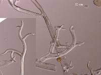 Peronospora farinosa image