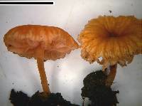 Laccaria tortilis image